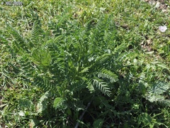 Astragalus macrocarpus