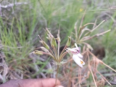 Pelargonium rapaceum