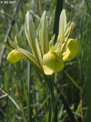 Iris grant-duffii