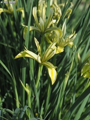 Iris grant-duffii