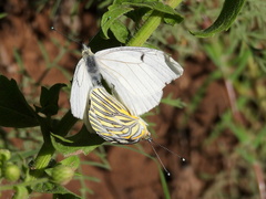 Tatochila mercedis
