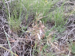 Pelargonium rapaceum