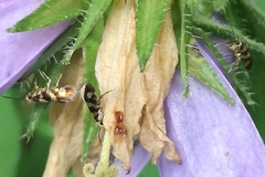 Micropterix