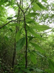 Sideroxylon lycioides