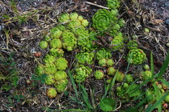 Sempervivum globiferum