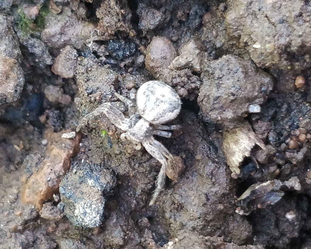 Xysticus verneaui