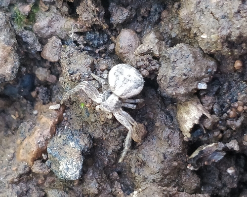 Xysticus verneaui
