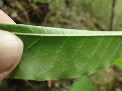 Sideroxylon lycioides