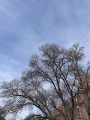 Quercus buckleyi