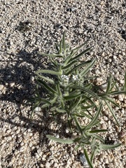 Johnstonella angustifolia