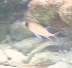 Holocentrus adscensionis