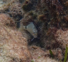 Diplodus bermudensis