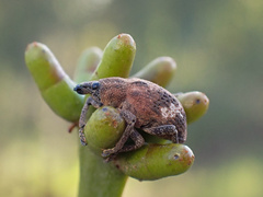 Oxyops fasciatus