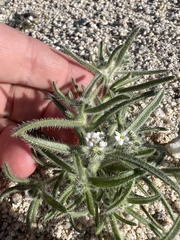 Johnstonella angustifolia