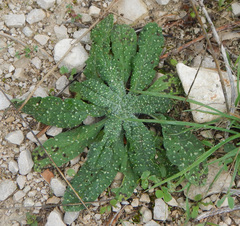 Echium vulgare pustulatum