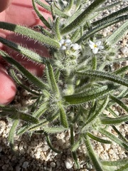 Johnstonella angustifolia