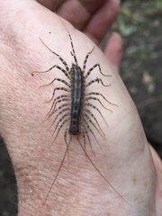 Allothereua maculata