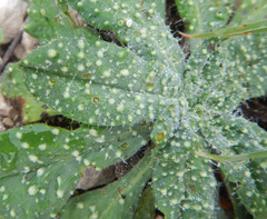 Echium vulgare pustulatum