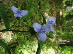 Tradescantia ohiensis