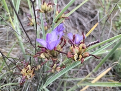 Aristea dichotoma