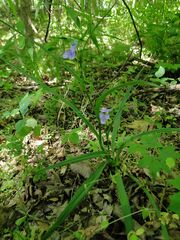 Tradescantia ohiensis