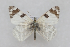 Euchloe grancanariensis