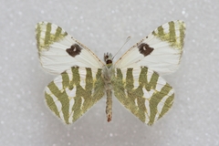 Euchloe grancanariensis