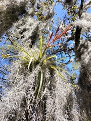 Tillandsia parryi