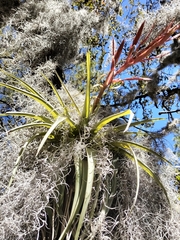 Tillandsia parryi