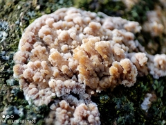 Basidioradulum radula