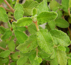 Cistus
