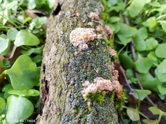 Basidioradulum radula