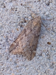 Alsophila aescularia