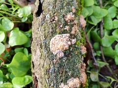 Basidioradulum radula