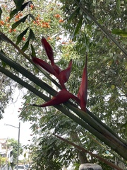 Heliconia bihai
