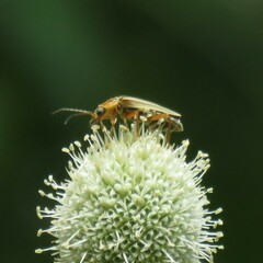 Chauliognathus scriptus