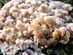 Basidioradulum radula