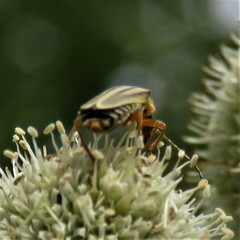 Chauliognathus scriptus