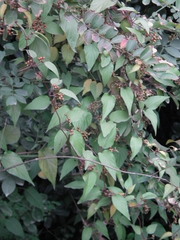 Paederia foetida