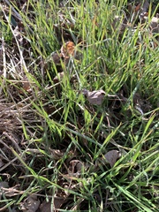 Paspalum distichum