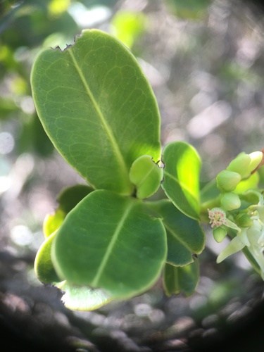 Image of Humiria balsamifera by (c) B. Phalan, some rights reserved (CC BY)