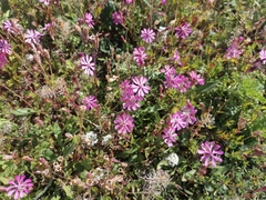 Silene colorata