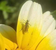 Empidoidea