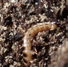 Meracantha contracta