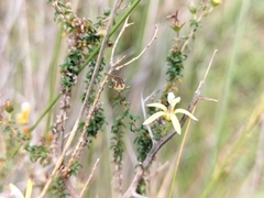 Wahlenbergia nodosa