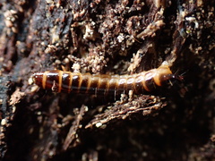 Meracantha contracta
