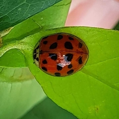 Harmonia axyridis
