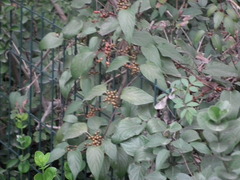 Paederia foetida