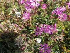 Silene colorata
