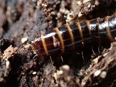 Meracantha contracta